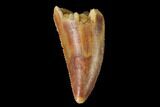 Serrated, Raptor Tooth - Real Dinosaur Tooth #142598-1